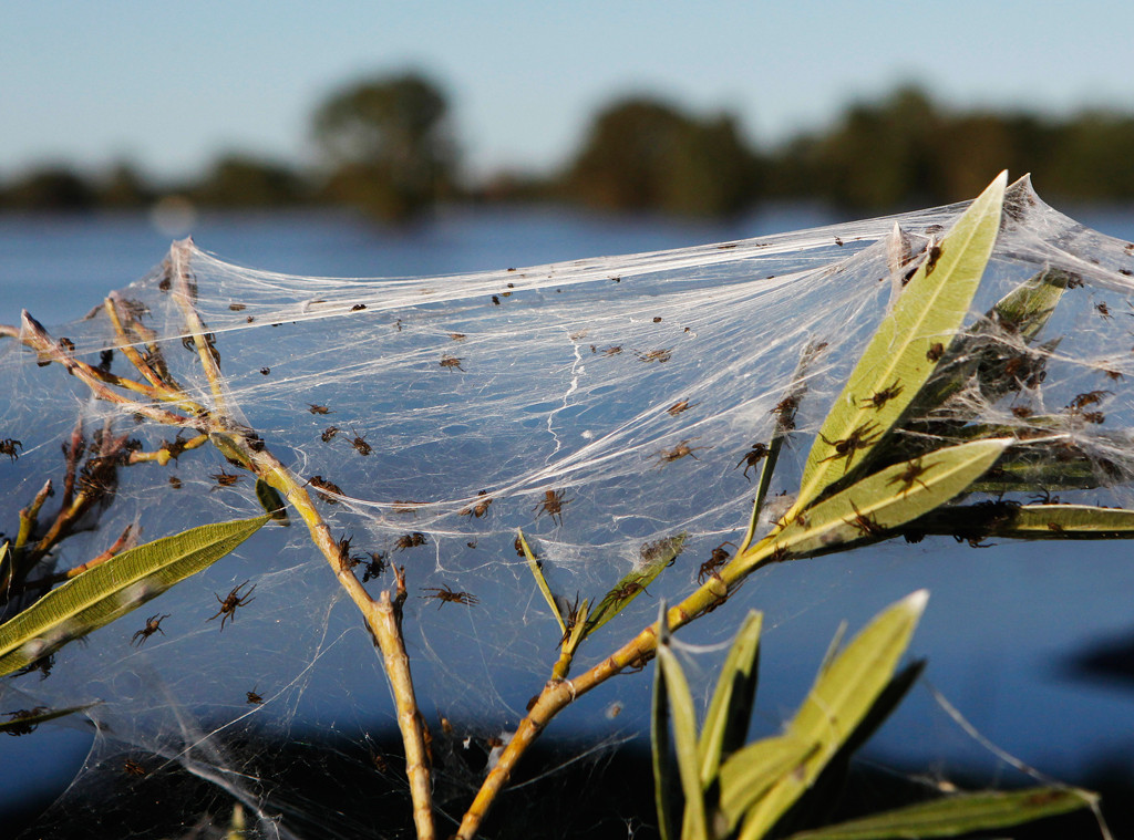 Panic It S Raining Spiders In Australia E Online Uk